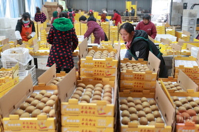 電商助力雅安名山獼猴桃銷售，農(nóng)副產(chǎn)品迎來新機遇