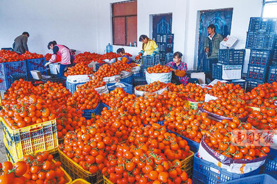田陽縣西紅柿滯銷困境 農(nóng)戶無奈傾倒江中，農(nóng)副產(chǎn)品出路何在？