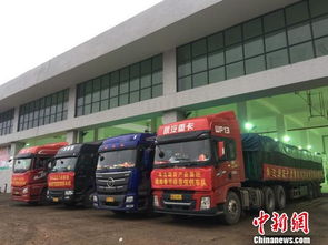 海口大型公益性農(nóng)副產(chǎn)品批發(fā)市場啟動試運營，39家一級批發(fā)商入駐開啟惠民新篇章